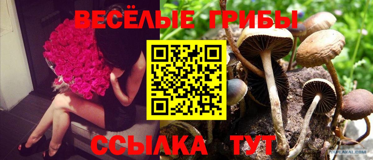 Псилоцибиновые грибы Magic Shrooms  Псилоцибиновые грибы ЛСД  Вход с VPN  Топки 